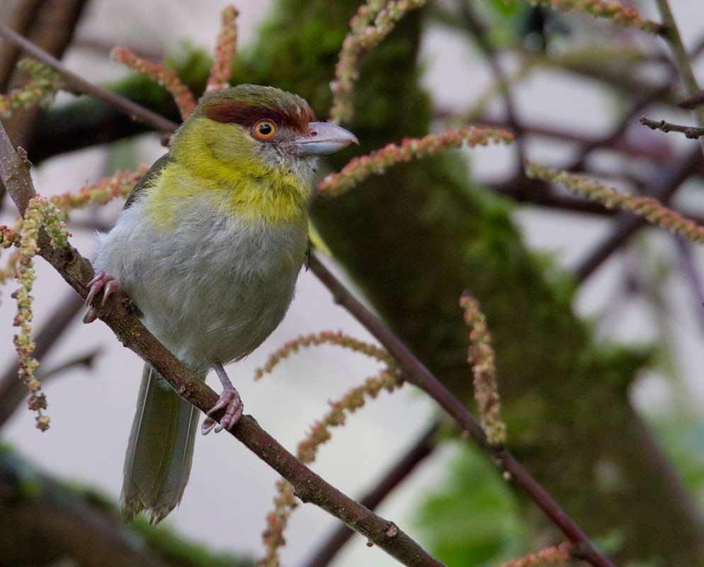 Rufous-browed Peppershrike - ML205985681