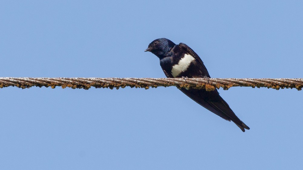 White-banded Swallow - ML205985781