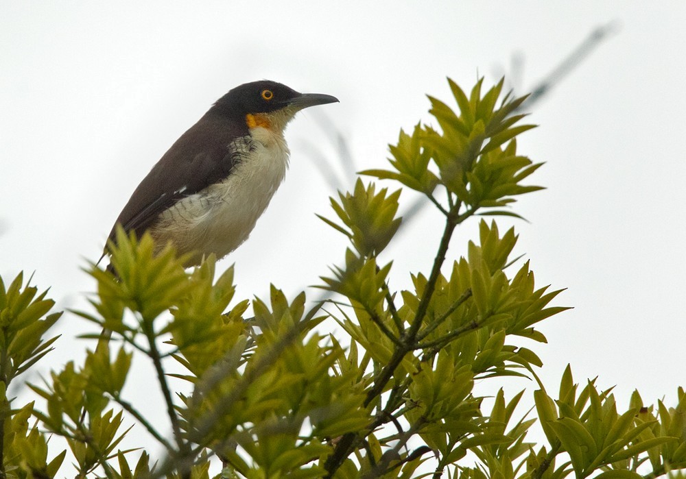 Black-capped Donacobius - Lars Petersson | My World of Bird Photography