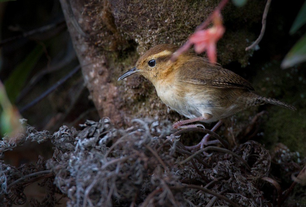 Mountain Wren - ML205985861