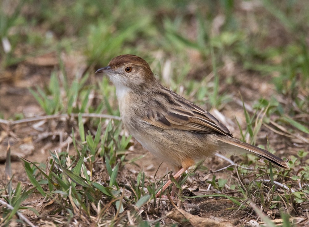 Rattling Cisticola - ML205985881