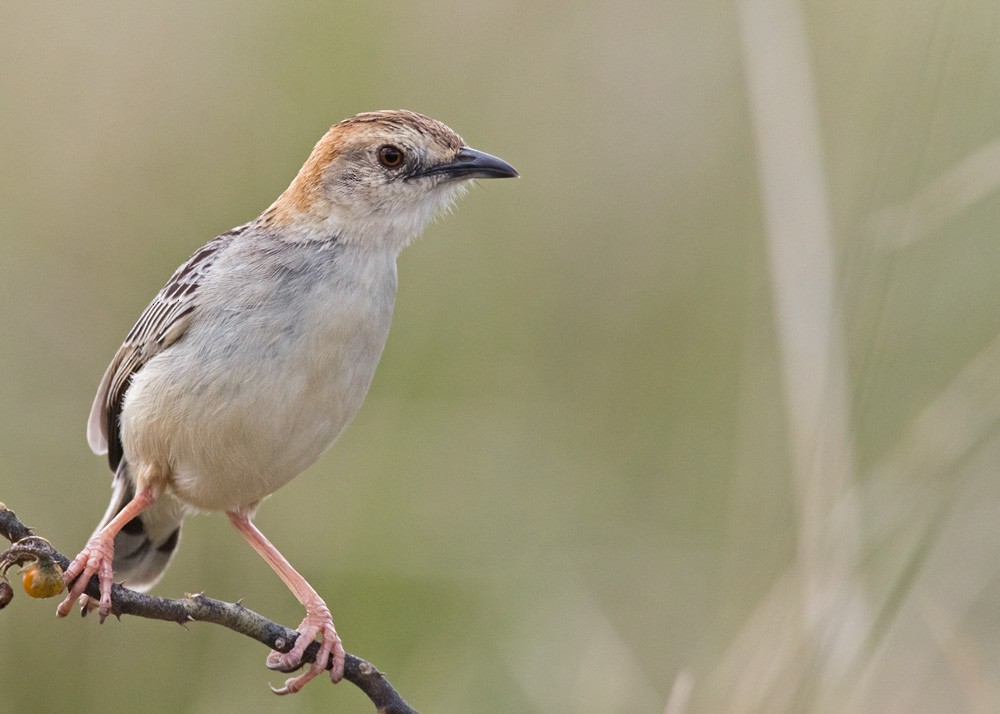 Stout Cisticola (Rufous-crowned) - Lars Petersson | My World of Bird Photography