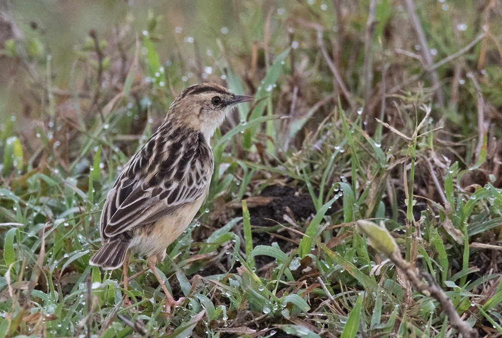 Pectoral-patch Cisticola (Pectoral-patch) - ML205985981