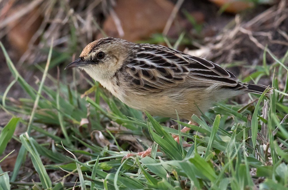 Pectoral-patch Cisticola (Pectoral-patch) - ML205985991