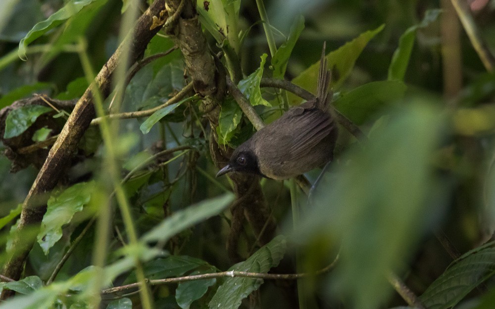 Black-faced Rufous-Warbler - ML205986001