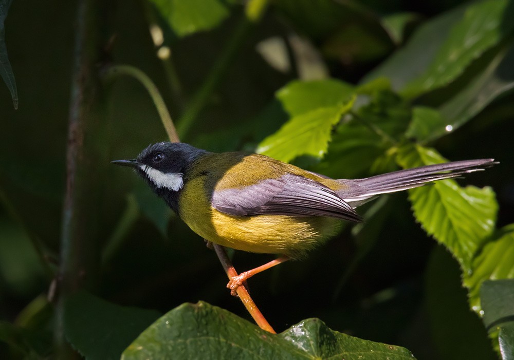 Black-throated Apalis - ML205986031