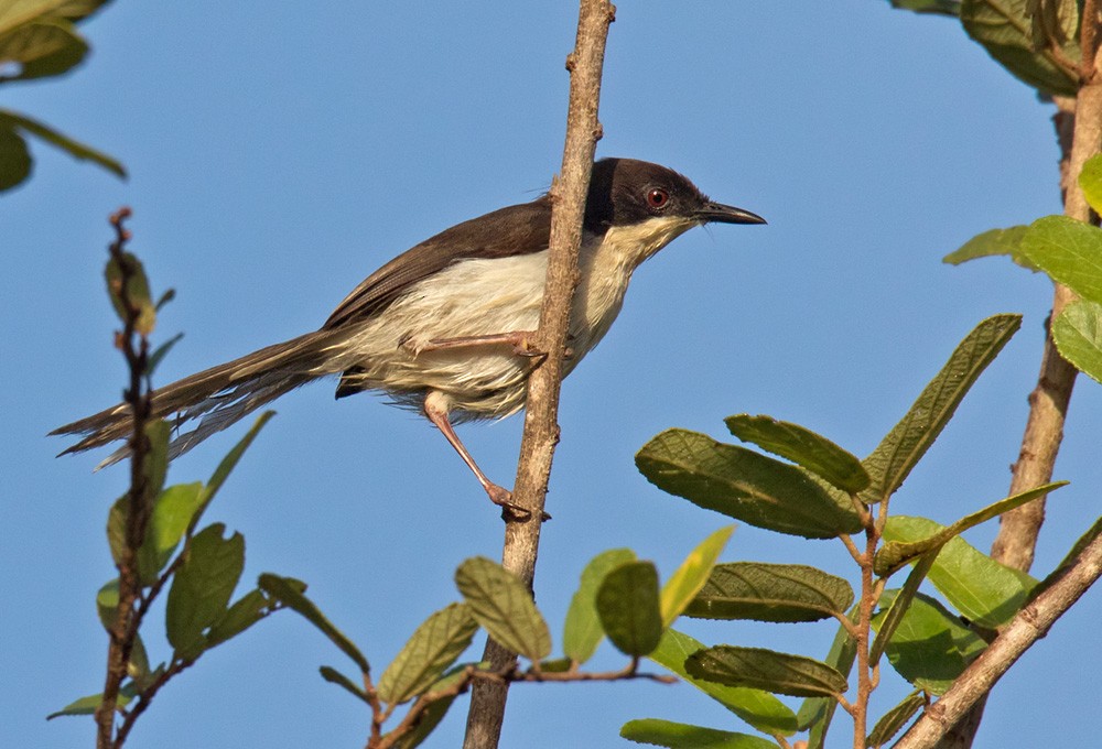 Black-headed Apalis - ML205986051