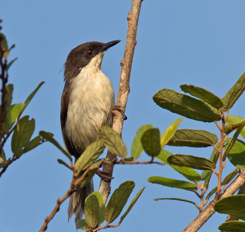 Black-headed Apalis - ML205986061