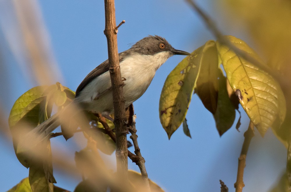 Black-headed Apalis - Lars Petersson | My World of Bird Photography