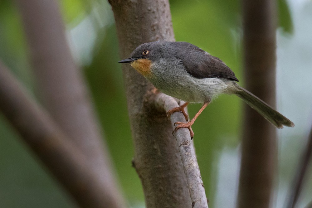 Chestnut-throated Apalis - ML205986081