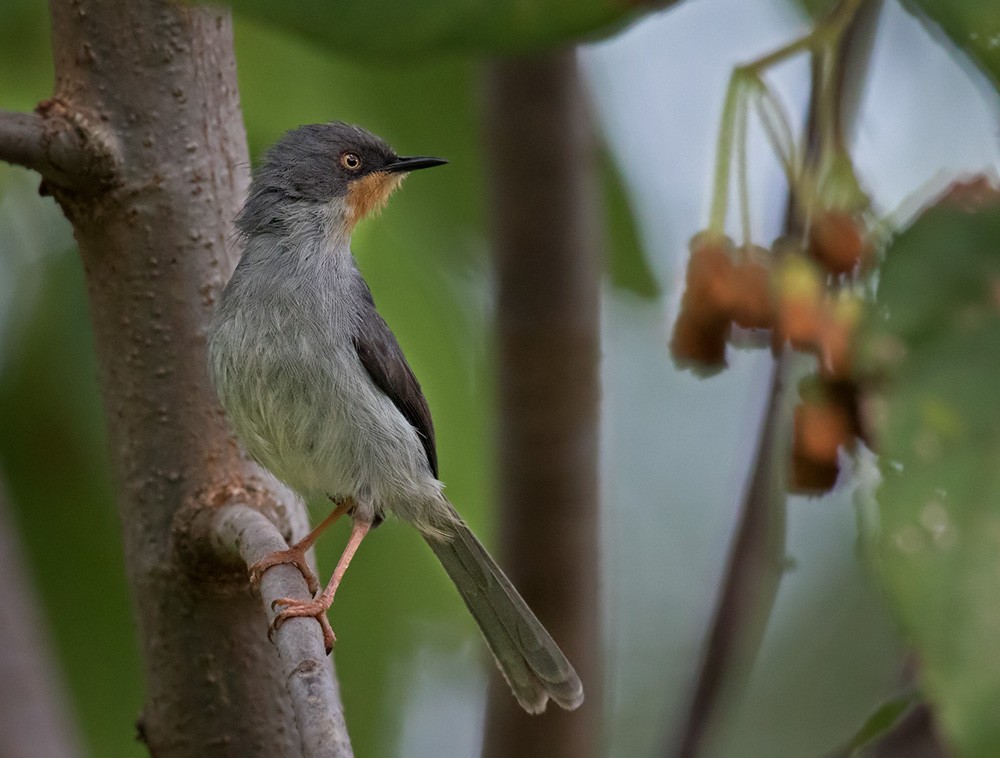 Apalis à gorge marron - ML205986101