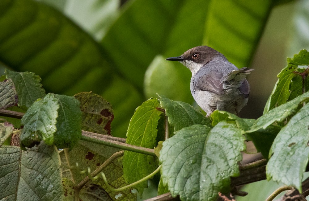 Apalis cendrée (cinerea/funebris) - ML205986111