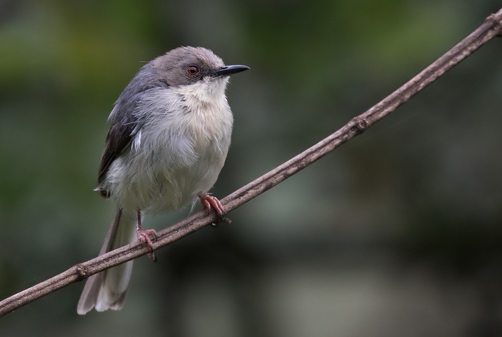 Gray Apalis (Gray) - Lars Petersson | My World of Bird Photography