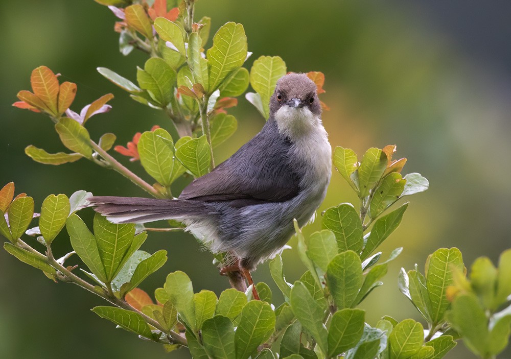 Gray Apalis (Gray) - Lars Petersson | My World of Bird Photography