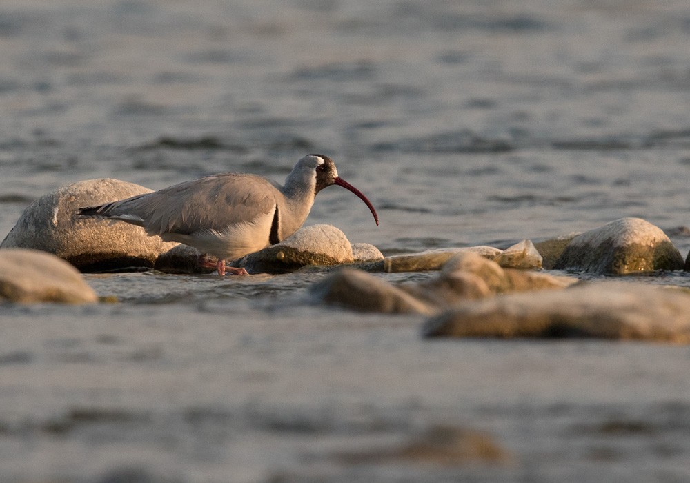 Ibisbill - Lars Petersson | My World of Bird Photography