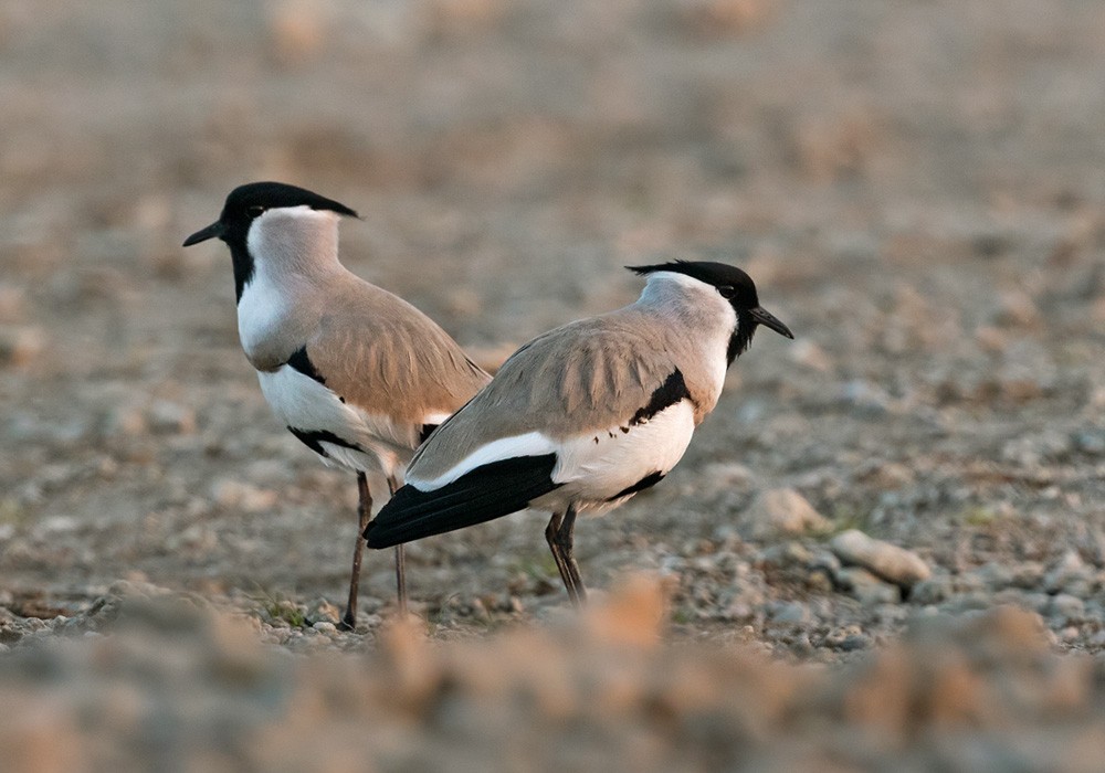 River Lapwing - ML205986191