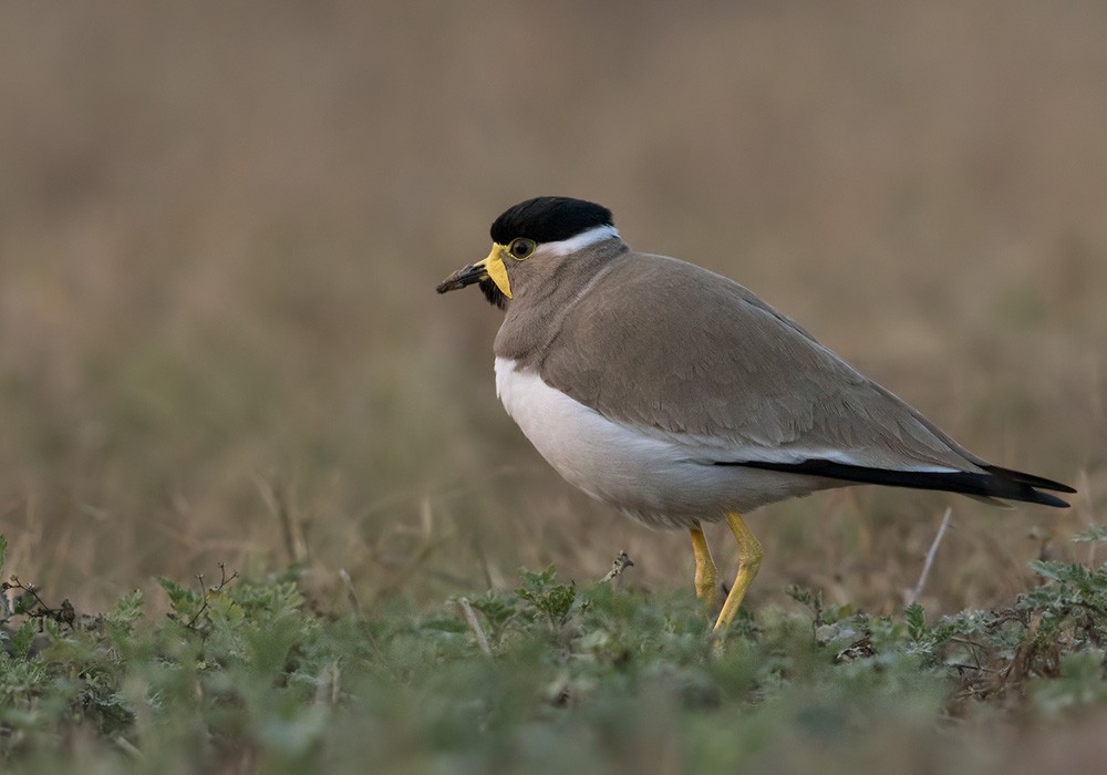 Yellow-wattled Lapwing - ML205986201