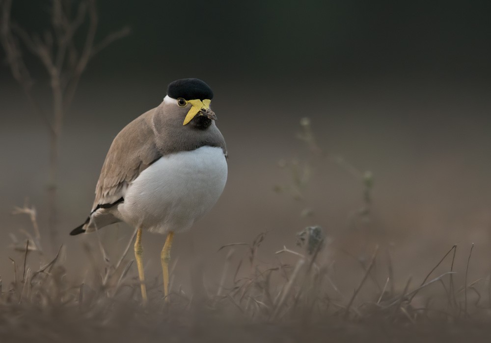 Yellow-wattled Lapwing - ML205986211