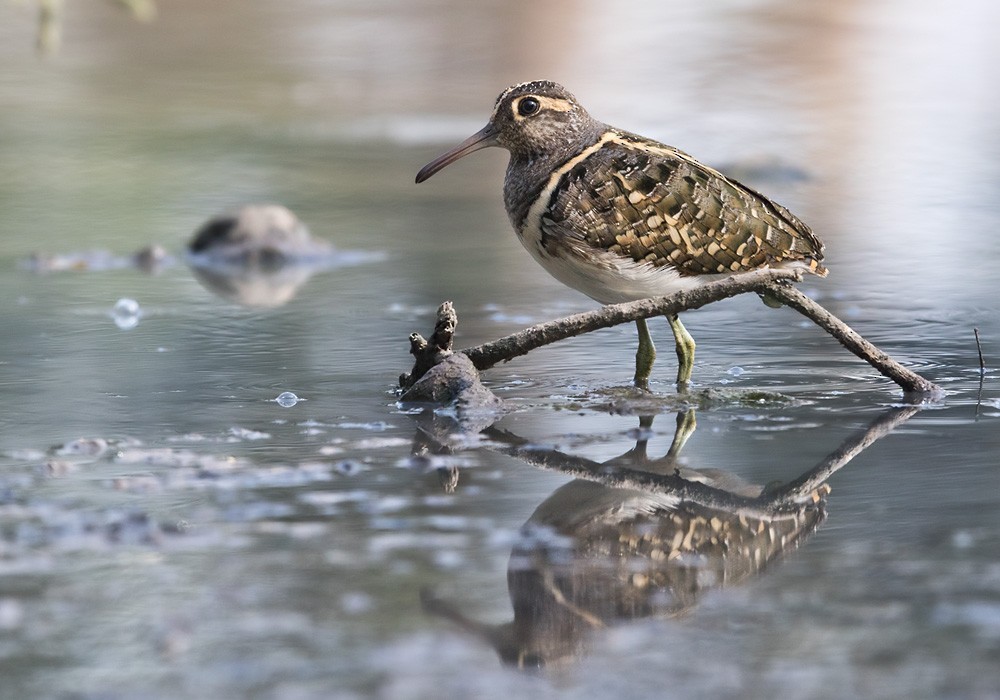 Greater Painted-Snipe - Lars Petersson | My World of Bird Photography