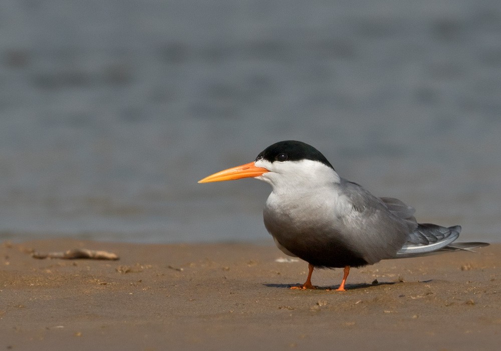 Black-bellied Tern - ML205986451