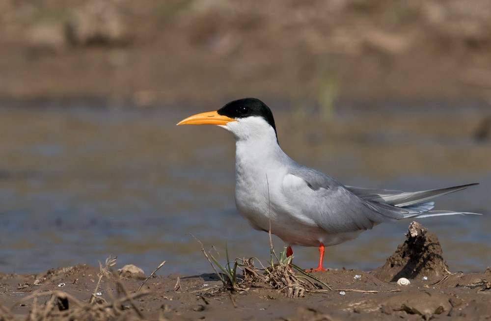 River Tern - ML205986471