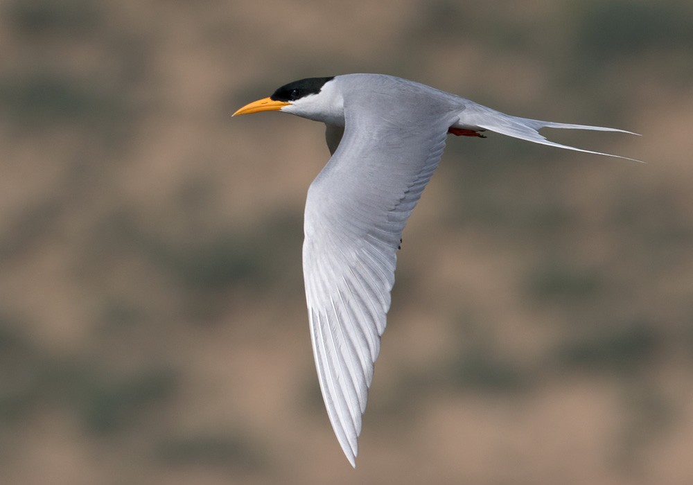 River Tern - ML205986491