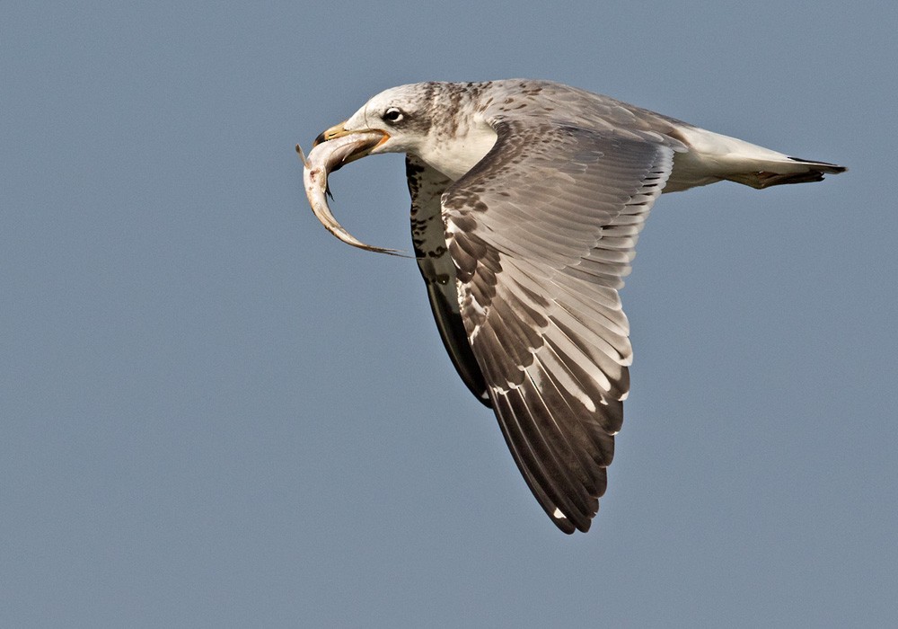 Pallas's Gull - ML205986511