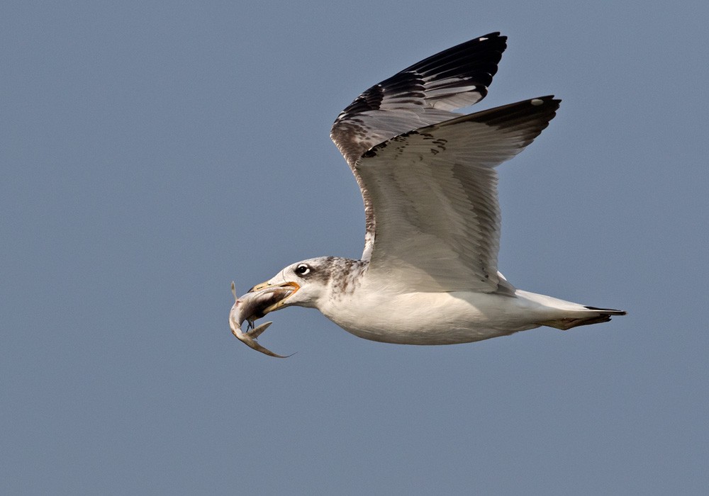 Pallas's Gull - ML205986541