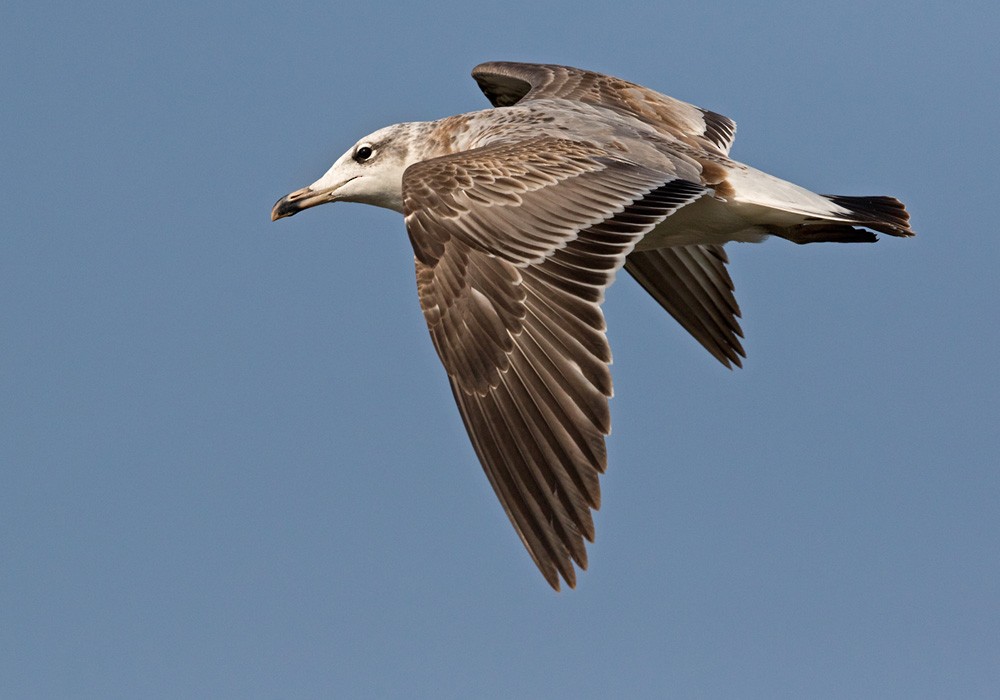 Pallas's Gull - ML205986561