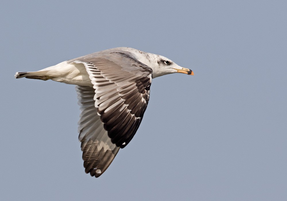 Pallas's Gull - Lars Petersson | My World of Bird Photography