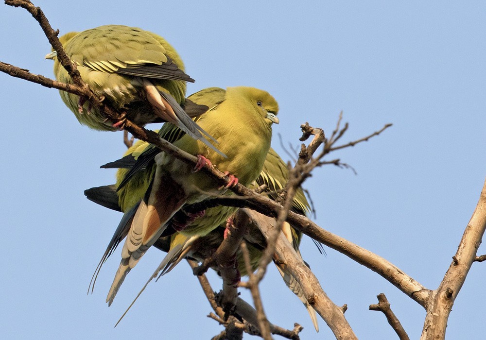 Pin-tailed Green-Pigeon - ML205986651