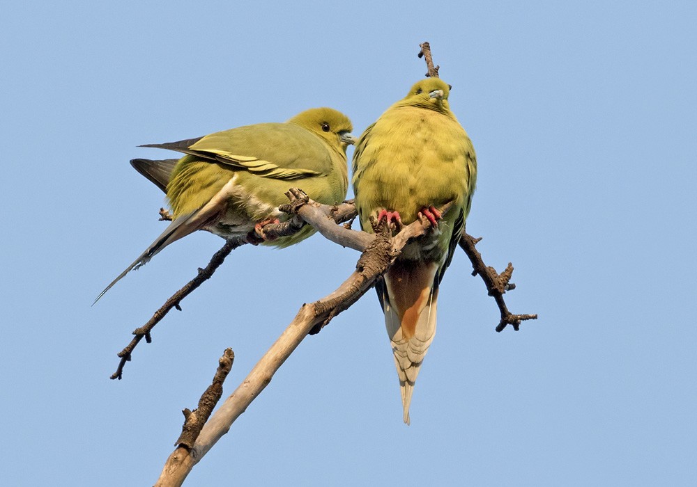 Pin-tailed Green-Pigeon - ML205986661