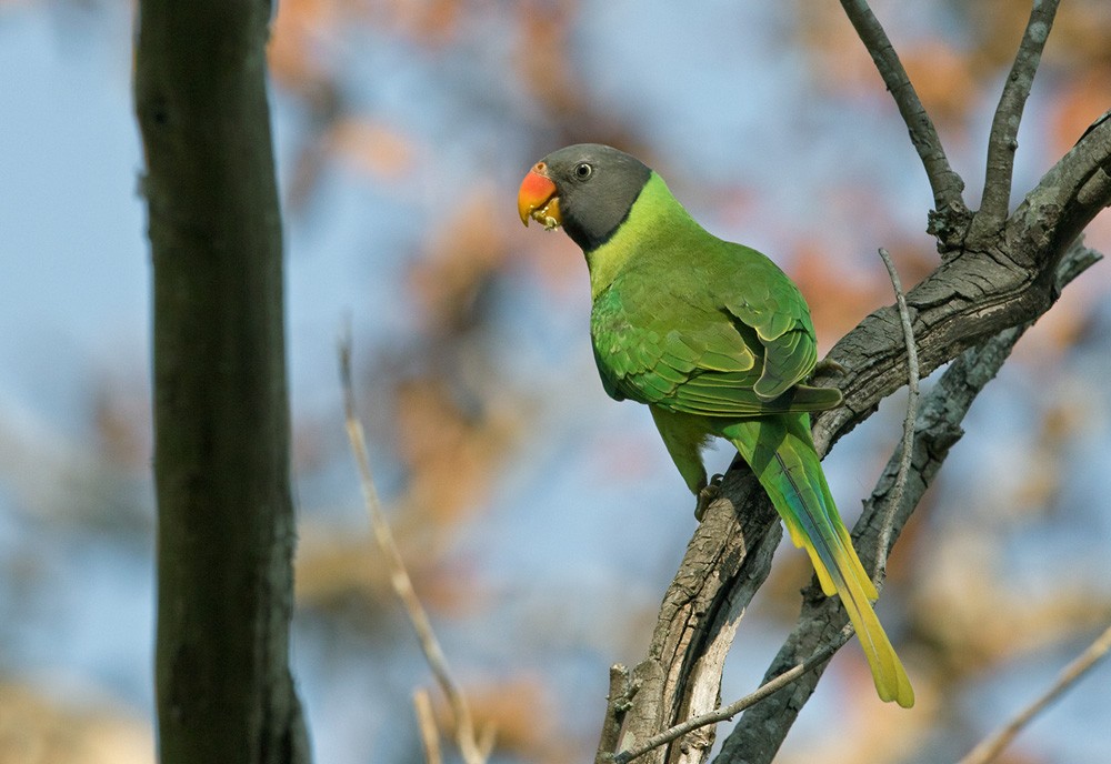 Slaty-headed Parakeet - Lars Petersson | My World of Bird Photography