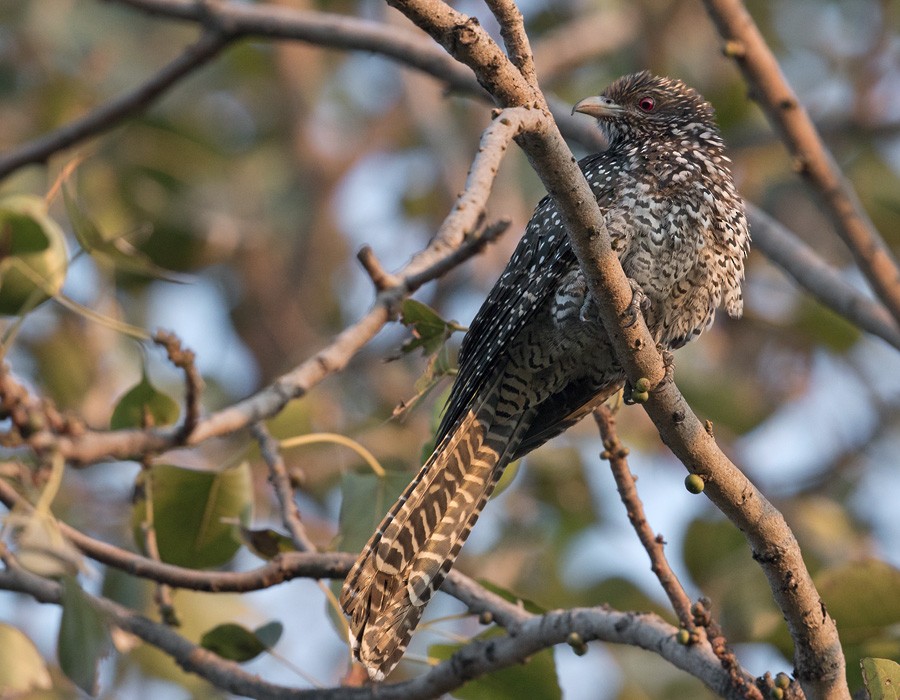 Asian Koel - ML205986751