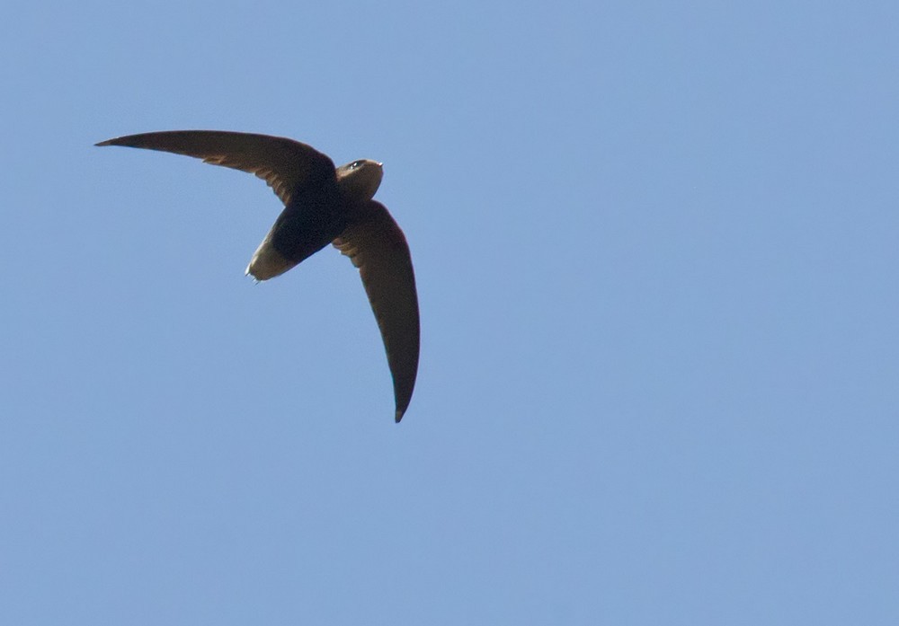 Short-tailed Swift (Tumbes) - ML205986871