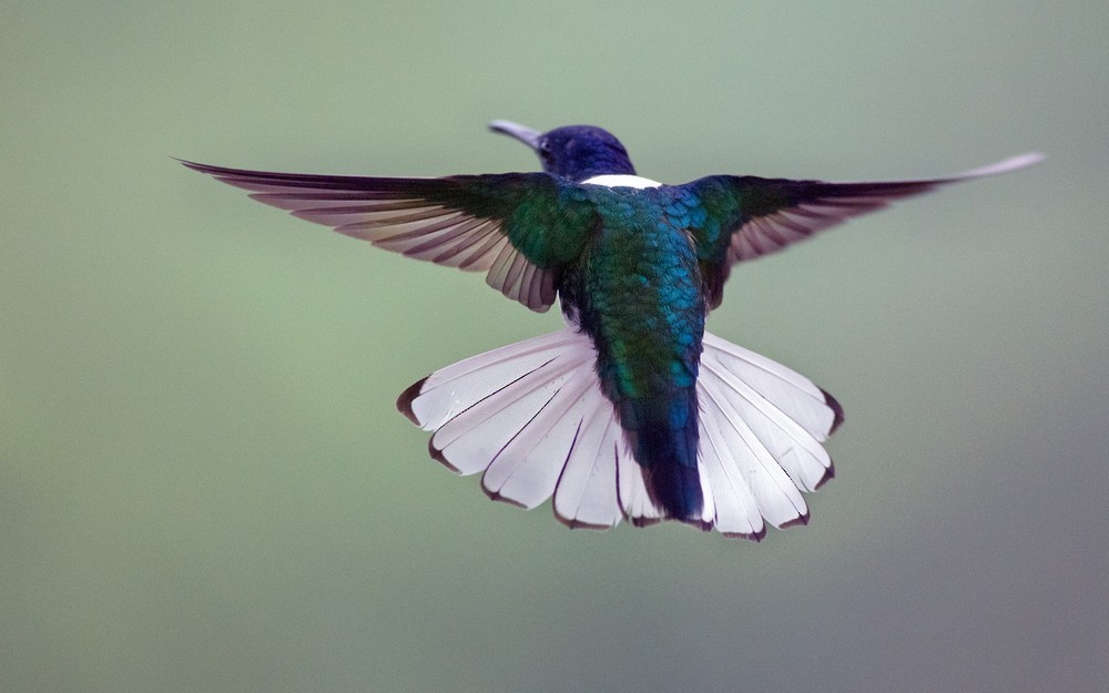 Colibrí Nuquiblanco - ML205986891