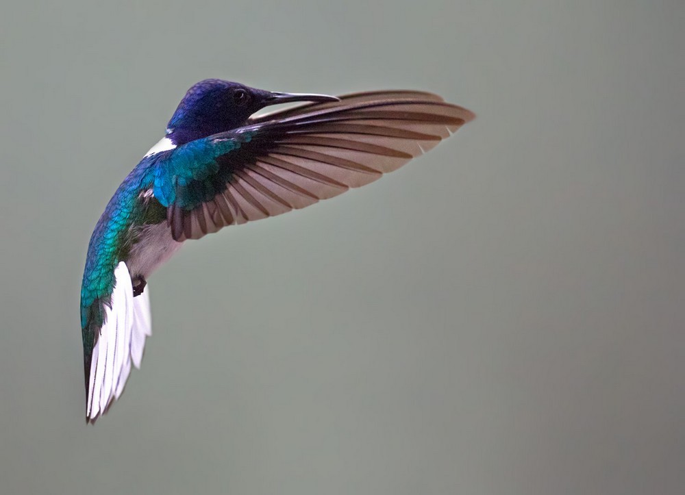 White-necked Jacobin - Lars Petersson | My World of Bird Photography