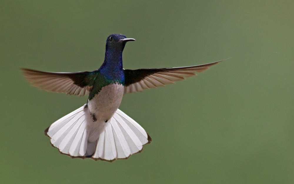 White-necked Jacobin - Lars Petersson | My World of Bird Photography