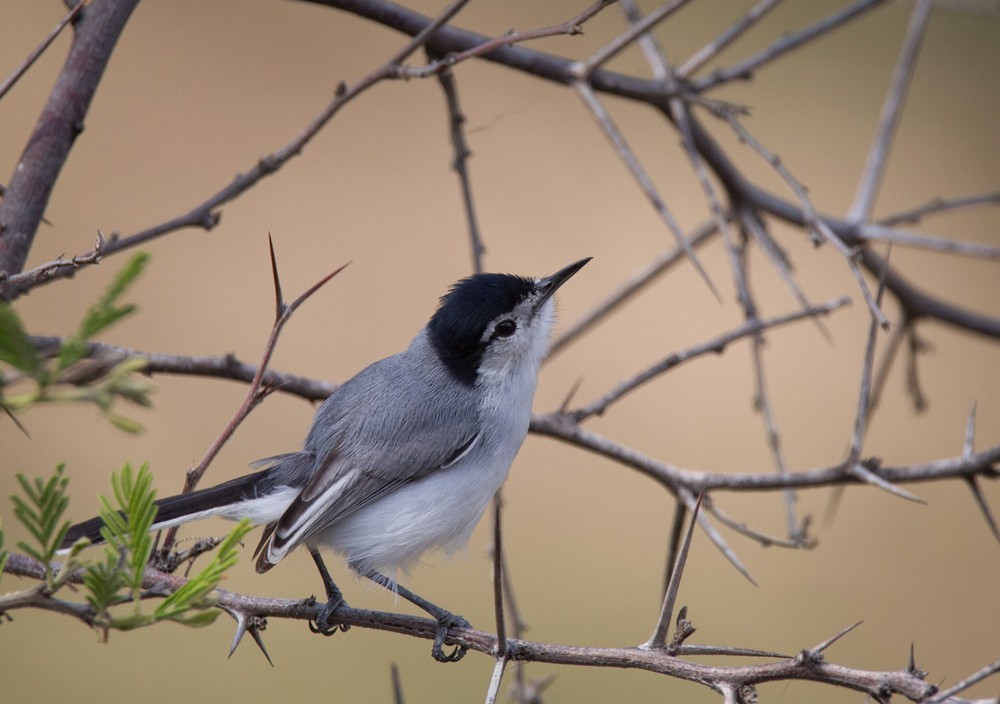 White-browed Gnatcatcher - ML205987111