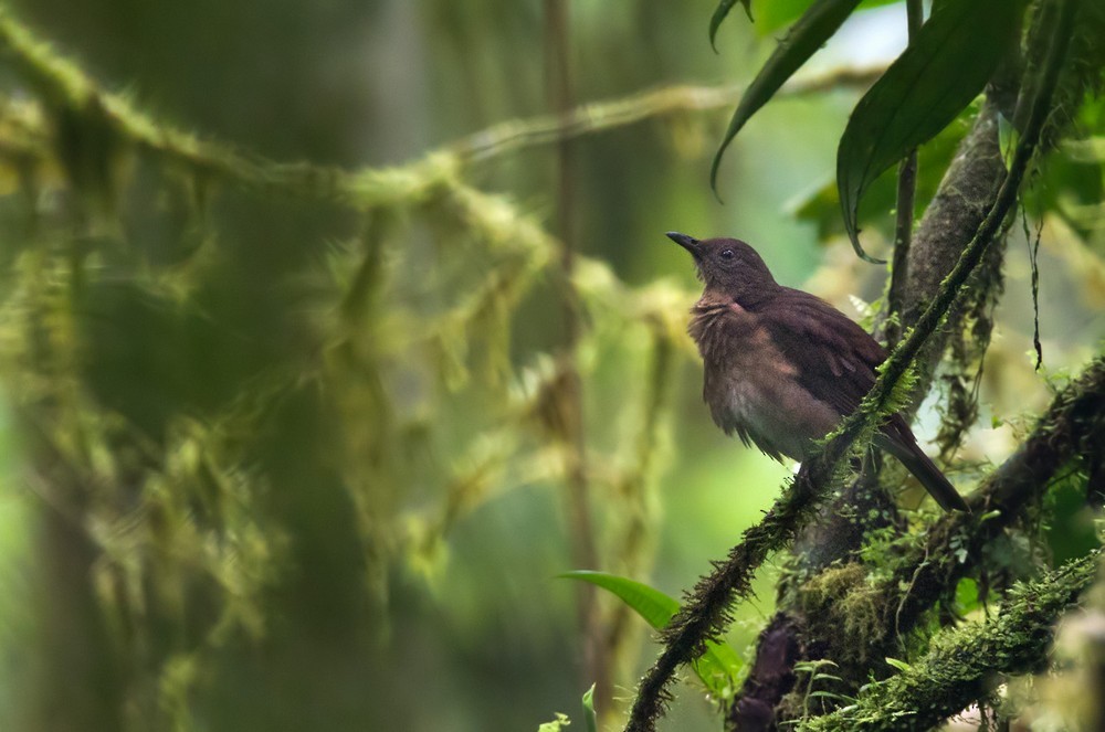 Pale-vented Thrush - ML205987191