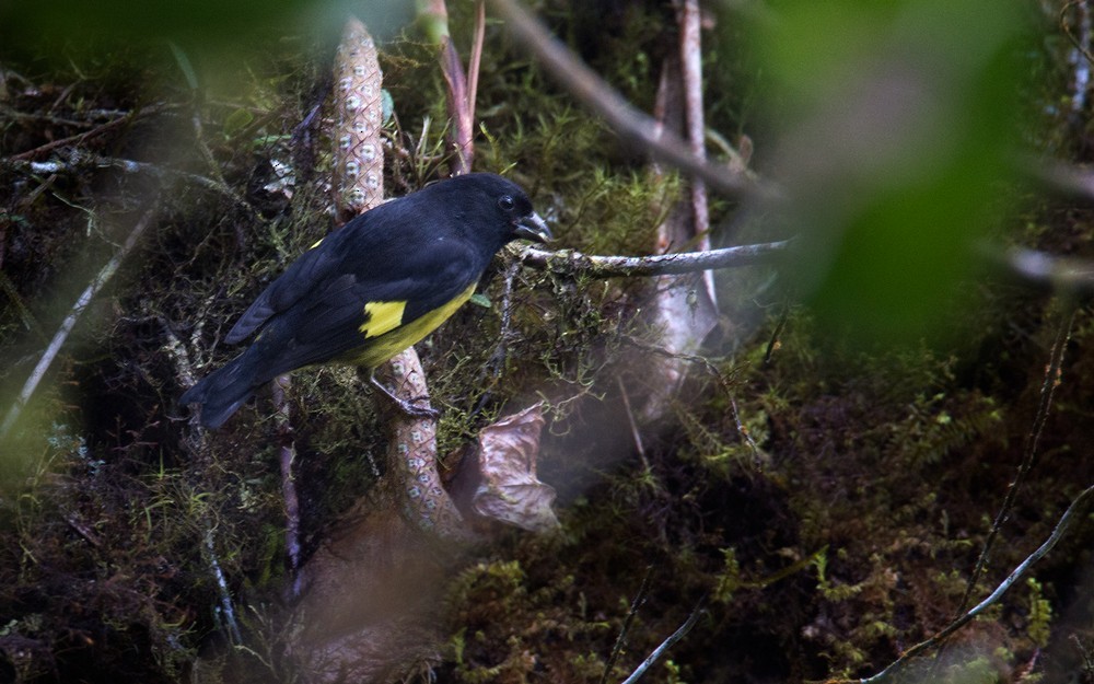 Yellow-bellied Siskin - ML205987281