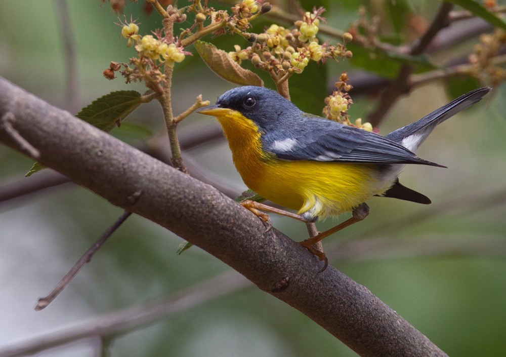 Parula Pitiayumí - ML205987301