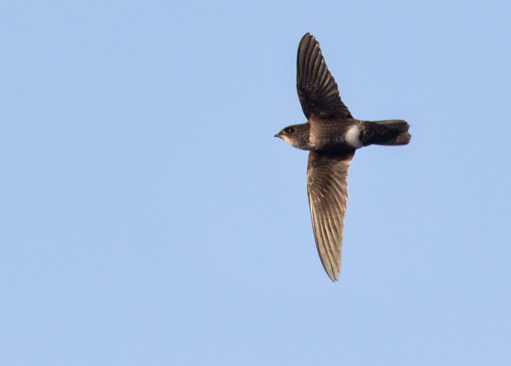 Mottled Spinetail - ML205987371