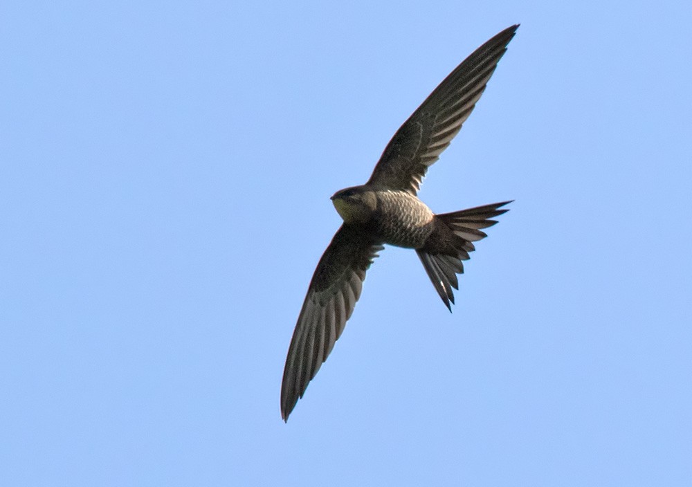 Mottled Swift - ML205987391