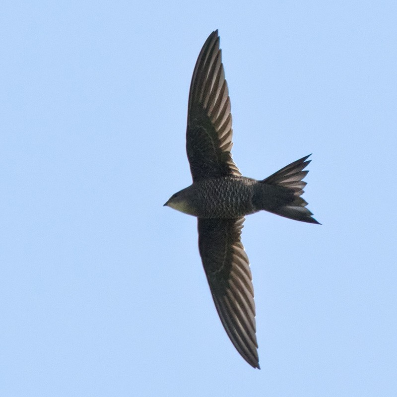 Mottled Swift - ML205987401