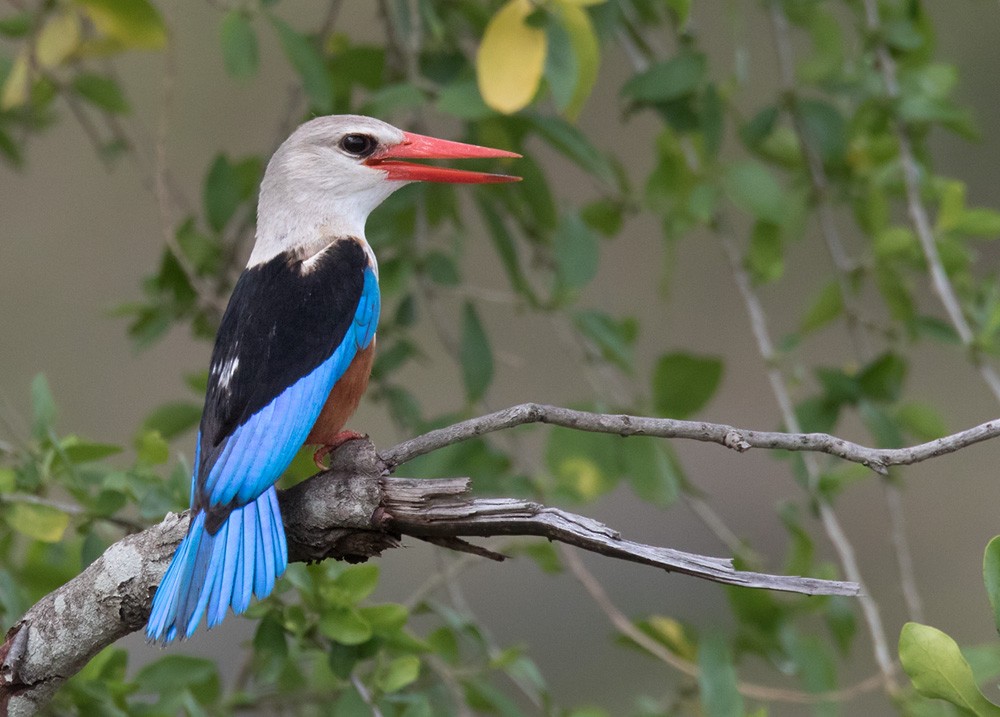 Gray-headed Kingfisher - ML205987501