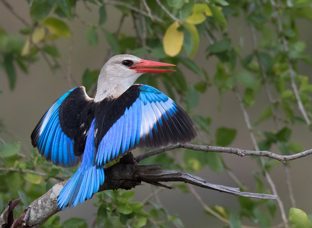 Gray-headed Kingfisher - ML205987511