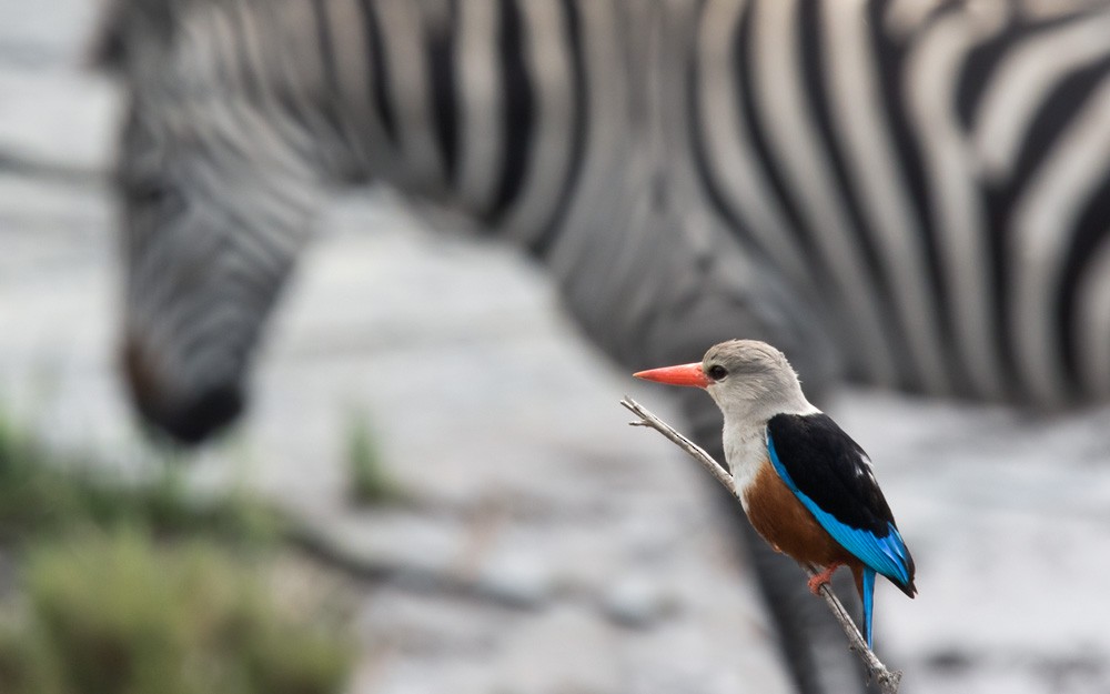 Gray-headed Kingfisher - ML205987521