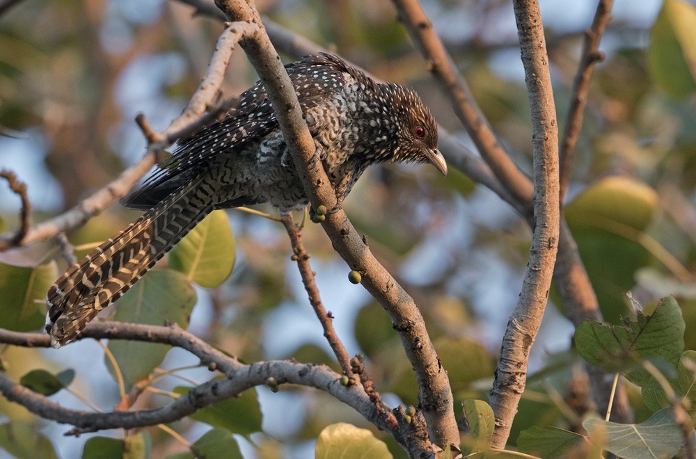 Asian Koel - ML205987591