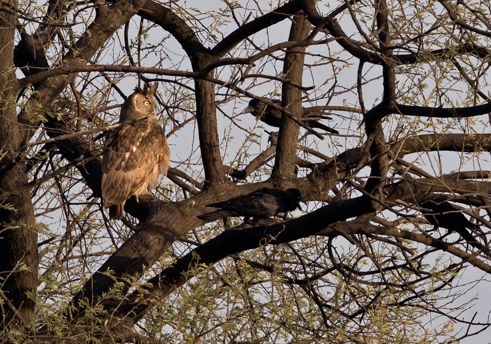 Dusky Eagle-Owl - ML205987631